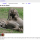 Illustration for article titled Why Is Craigslist Censoring Anti-Ivory Ads But Not Real Ivory Sales?
